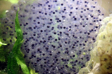 Oeufs de grenouilles tétards