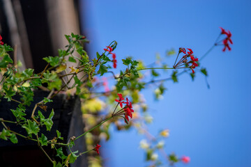 window with flowers, early autumn, peasant house, northern Croatia