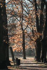Fototapeta na wymiar Aleja w jesiennym parku
