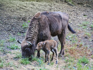 Wisent mit ein Tag altem Kalb