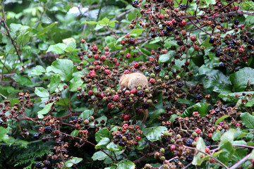 Muscardinus avellanarius