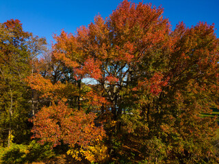 autumn in the forest