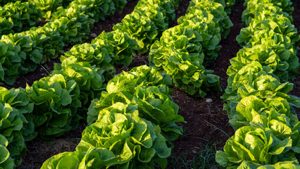 Gardening banner background with green lettuce plants. Agricultural field with Green lettuce leaves...