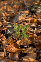 Very young plant of a fir tree in the forest surrounded by fresh autumn leaves