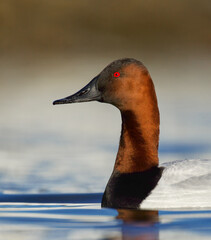 Canvasback duck - highly detailed portrait of drake in full breeding plumage with neck extended in...