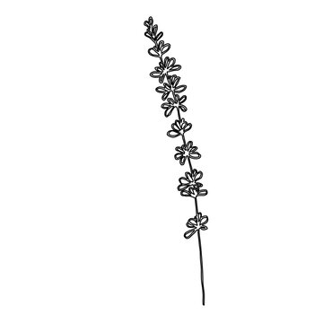recommend clip art: Lavender Flowers on branch. Stetch drawn floral botanical illustration