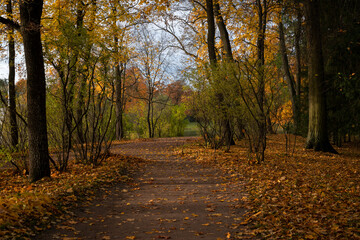 View of the alley strewn with fallen leaves in the Catherine Park of Tsarskoye Selo on a sunny...