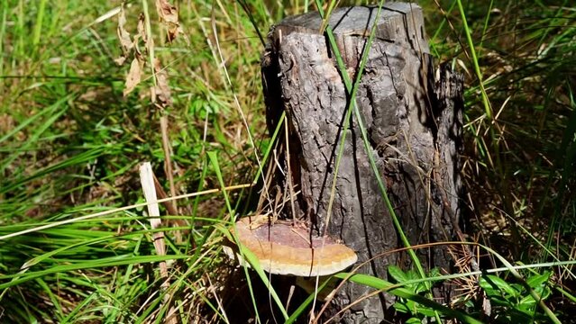 Fungus or mushroom grows on trunk of sawn tree or stump. Polypores are group of fungi that form large fruiting bodies. Bracket fungi or shelf fungi, conks.