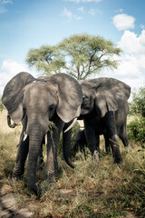 Obraz premium African Elephant Tanzania