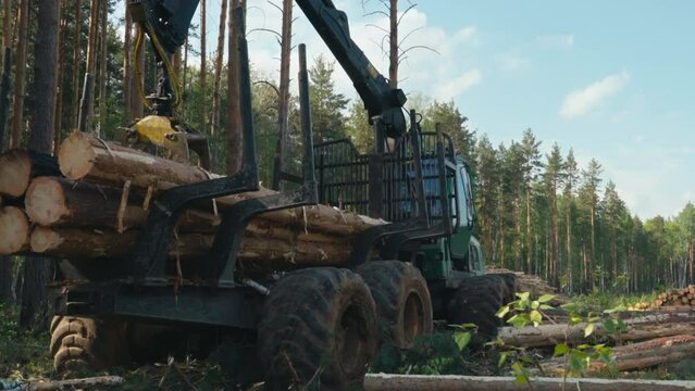 Logging Forwarder Machine Puts Harvested Tree Trunks Into Cargo Box. Logging Machine Equipped With Industrial Crane. Loading Cargo. Logging Cargo Transport Machine. Harvesting Materials For Lumber