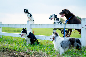 Naklejka na ściany i meble Side view of group of different type dogs stand near garden fence as line formation and look forward with sun light and grass field.