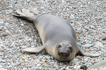 Sea lion on the beach