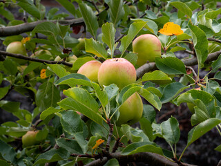 Ripe apples on a tree in a German garden. Orchard with healthy raw food. A bunch of fruits are growing on the twig. Close-up of the apples and green leaves in the nature.