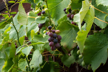 Red grapes are hanging on vines. Ripe sweet fruits cultivated in a German garden. Natural food in organic quality is growing during the summer season. Lush green foliage is visible.