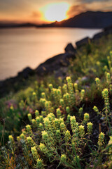 Lots of yellow flowers close up against an orange sunset against the backdrop of the mountains. Vertical orientation.