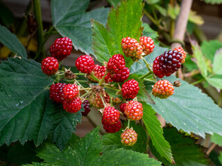 Unripe blackberries on a bush. Red colored fruits growing in the nature. Close-up of the plant in a garden environment in Germany. Organic vegan food cultivated in a backyard.