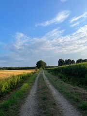 Fototapeta na wymiar ground road in the fields, rural fields