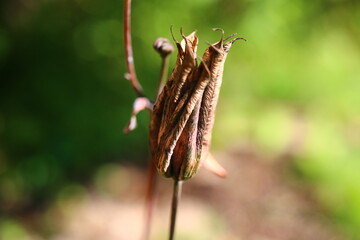 Orlik wachlarzowaty 'Nana Alba' Aquilegia flabellata