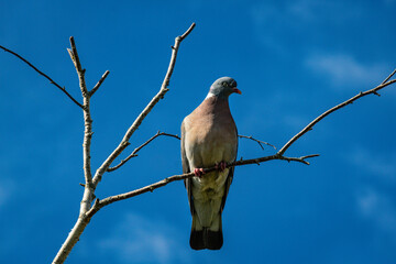 Pigeon perché sur une branche