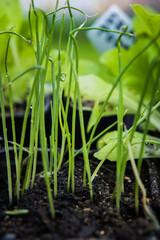 Plants de légumes dans la serre