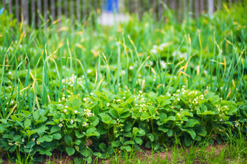 Strawberry crops planted in soil get ripe under sun. Cultivated land close up with sprout. Agriculture plant growing in bed row. Green food crop