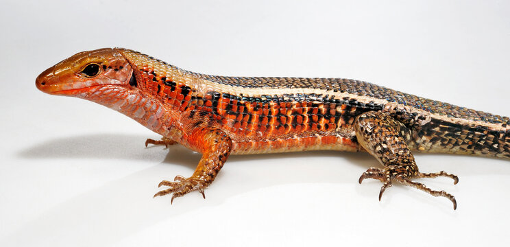 Western Girdled Lizard // Breitschwanz-Ringelschildechse (Zonosaurus laticaudatus)