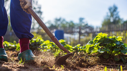 Farmer cultivating land in the garden with hand tools. Soil loosening. Gardening concept....