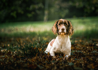 English Springer Spaniel