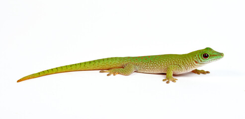 Fototapeta premium Kochs Madagaskar-Taggecko // Koch's giant day gecko (Phelsuma madagascariensis kochi) 