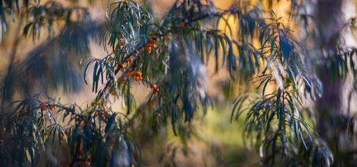 Tree branch with colorful autumn leaves close up. Autumn background. Beautiful natural strong blurry background with copyspace