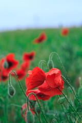 Red poppy flowers in a meadow. Wild red poppy flowers in the wild