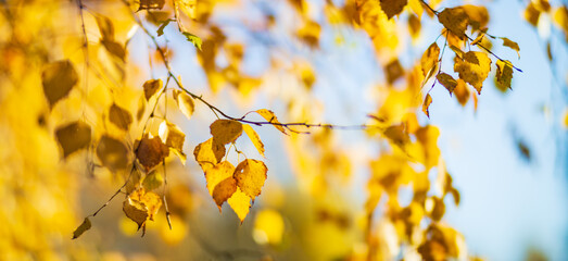 Tree branch with colorful autumn leaves close up. Autumn background. Beautiful natural strong blurry background with copyspace
