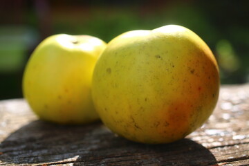 jabłoń kosztela jabłko - obrazy, fototapety, plakaty
