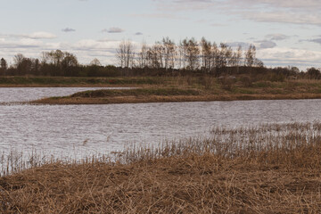  field with reeds near Lielupe river in Latvia	