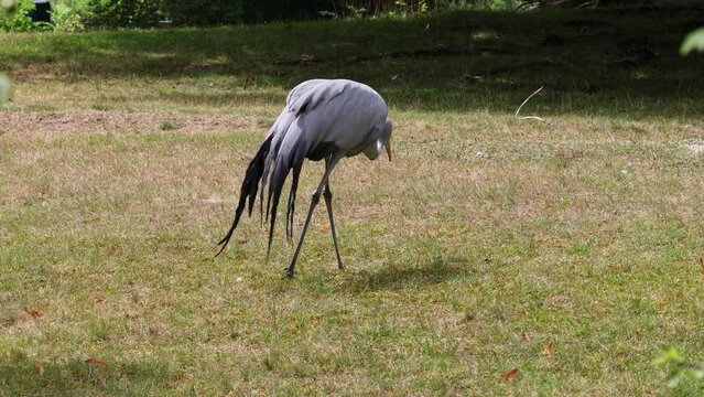 The Blue Crane, Grus paradisea, is an endangered bird specie endemic to Southern Africa. It is the national bird of South Africa