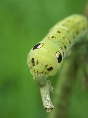 Closeup on the large green caterpillar of the Elephant Hawk-moth, Deilephila elpenor