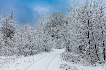 Picturesque snow trees in a winter atmosphere after the recent heavy snowfall.