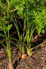 Au potager - gros plan sur une carotte orange sortant de terre