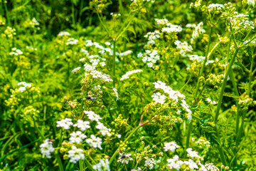 Beautiful meadow chervil meadow flower flowers on green background Germany.