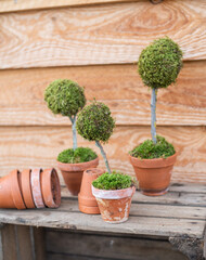 Weihnachtsdeko basteln, Baum aus Moos gestalten, Dekoration im Advent selber machen, DIY