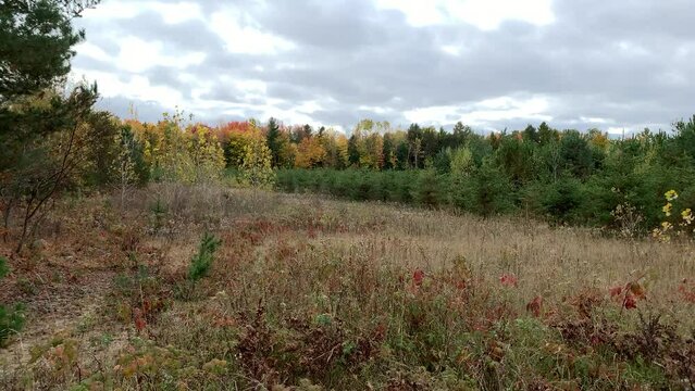 Laurentian Forest landscape in autumn, Quebec, Canda