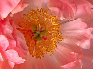 Beautiful peony pink flower head gentle petals,