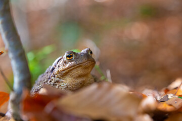 Common Toad (Bufo bufo) close-up in autumn forest