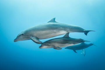 Obraz na płótnie Canvas Dolphins in blue