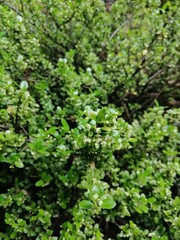 Evergreen blooming Ilex crenata Convexa or Japanese Holly shrub with small glossy leaves and tiny delicate white inflorescences on a flower bed on a sunny summer day. Nature wallpaper