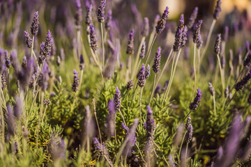 Lavender flower field, Blooming Violet fragrant lavender flowers. Growing Lavender swaying on wind over sunset sky, harvest, perfume ingredient, aromatherapy. Lavender field, Perfume ingredient
