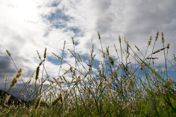 Tall grass with a blue sky background