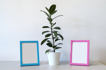 Mock up minimalist home interior with empty blue and pink photo frames and potted green house plant