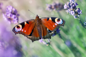 Beautiful butterfly in lavender field on sunny day, closeup