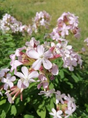 delicate pink Saponaria inflorescences on a flower bed on a sunny summer day. Nature wallpaper